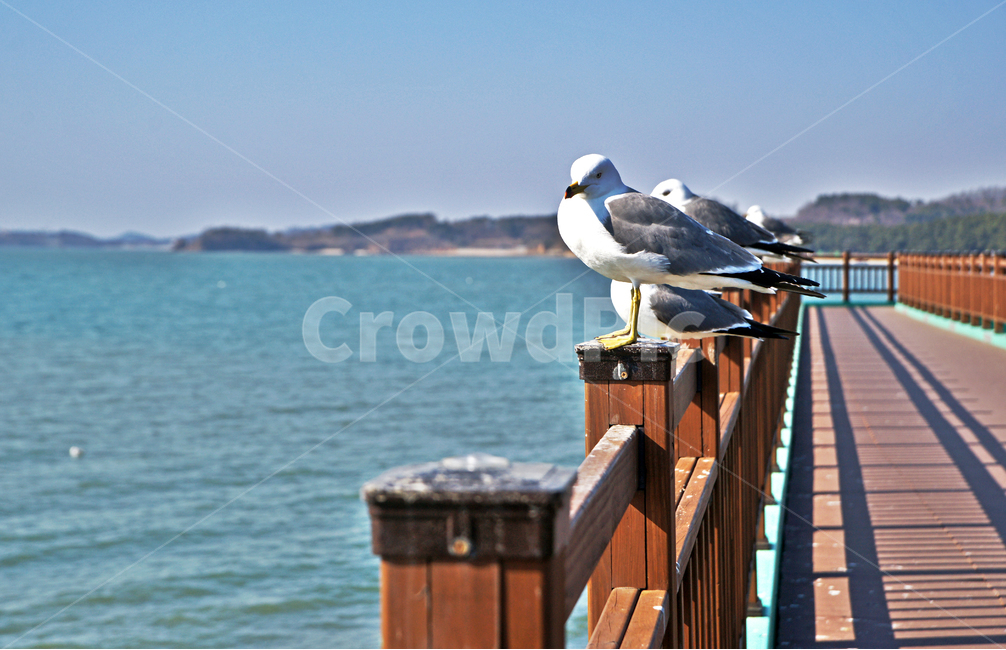 갈매기,새,조류,바다,궁평항,난간,목책,동물,animal,조류,새,birds