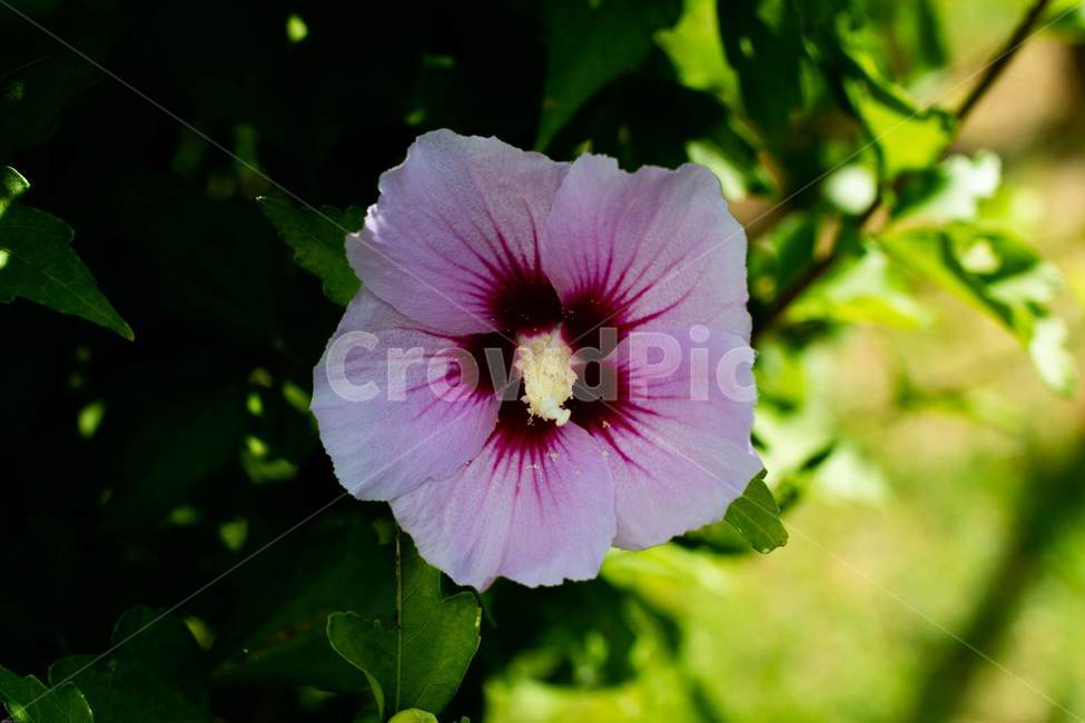 꽃,무궁화,우리나라꽃,식물,flower,무궁화꽃,국화,나무,삼일절,애국심,야생화,대한민국의상징,속씨식물,아욱과,나라꽃,씨앗,열매,꽃잎,붉은색,무궁화정신,쌍떡잎식물,근화,흰색,연분홍색,분홍색,단체수술,공원,조경,무궁화과,식물,자연,plants,nature,꽃,flower
