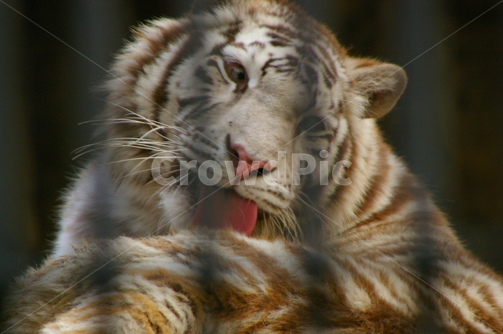 포유류,포식동물,동물,야생동물,tiger,호랑이,백호,동물,animal,포유류,mammal