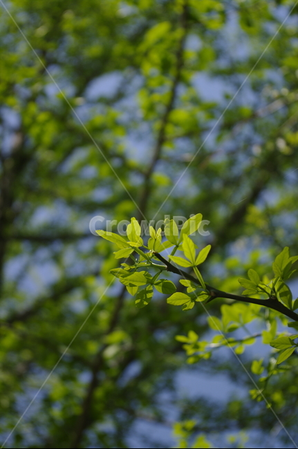 초록,나무,잎,식물,plant,계절,봄,spring,식물,자연,plants,nature
