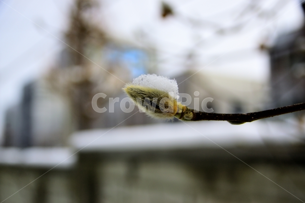겨울,눈,희망,의지,씨앗,겨울,계절,winter,season,식물,자연,plants,nature
