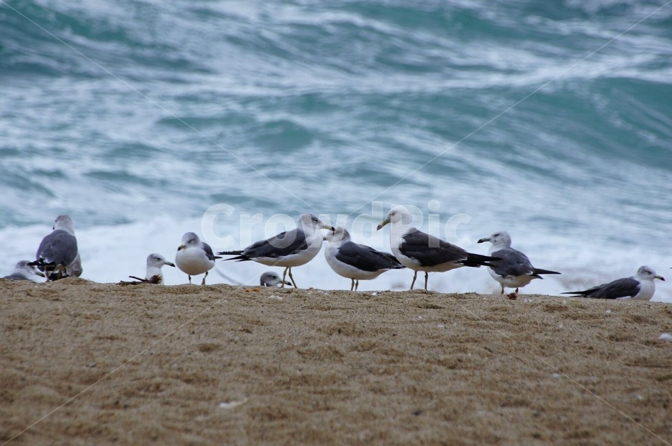 새,갈매기,바다,모래사장,자연,nature,animal,파도,강원도,해변,바다,beach,sea,동물,animal,조류,새,birds