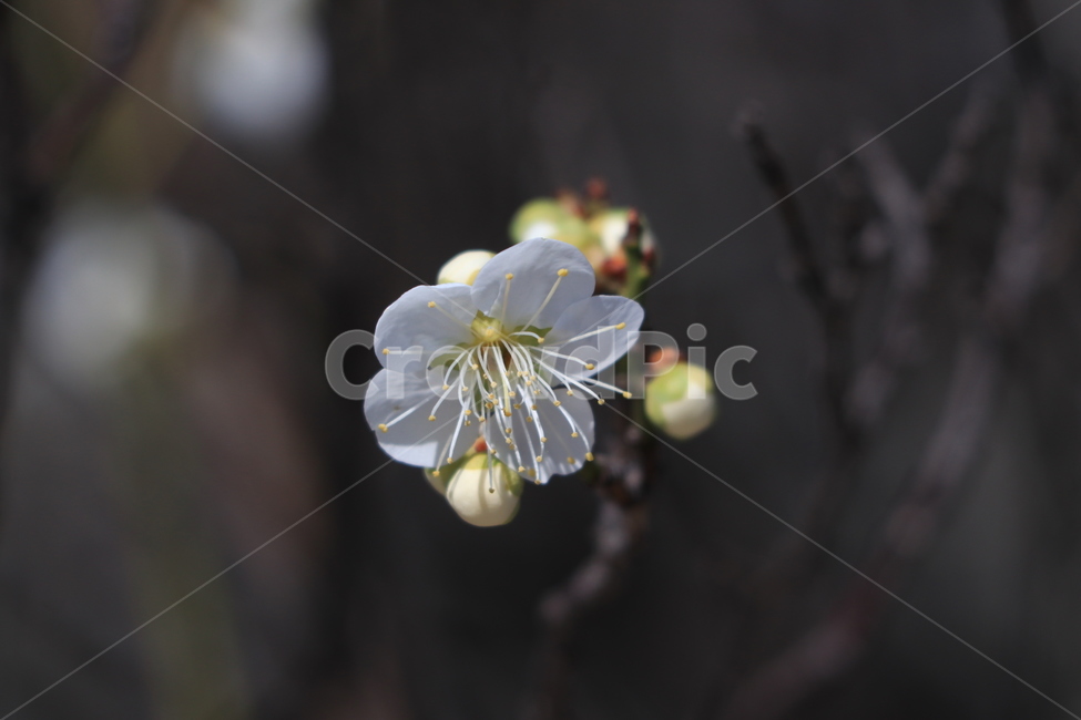 봄,벚꽃,꽃,spring,flower,cherryblossoms,봄,계절,spring,season,식물,자연,plants,nature,꽃,flower,plant,blossom