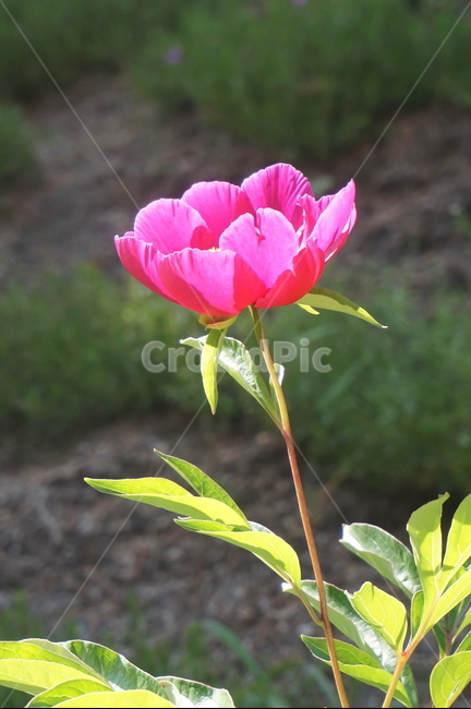 꽃,붉은꽃,식물,flower,red,식물,자연,plants,nature,꽃,flower
