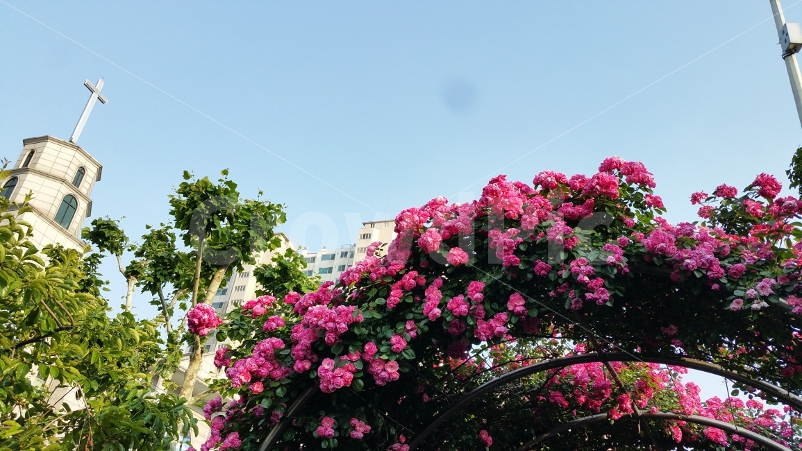 장미,장미축제,서울장미축제,서울축제,장미꽃,식물,자연,plants,nature,꽃,flower
