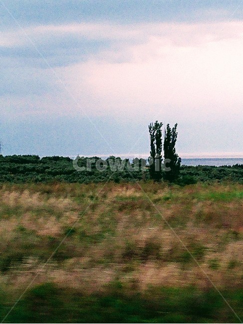 풍경,나무,저녁하늘,자연,경치,차창,찰나,몽환,자연,풍경,nature,landscape,감성,sensible,feeling,tree,plant,식물,fir,전나무