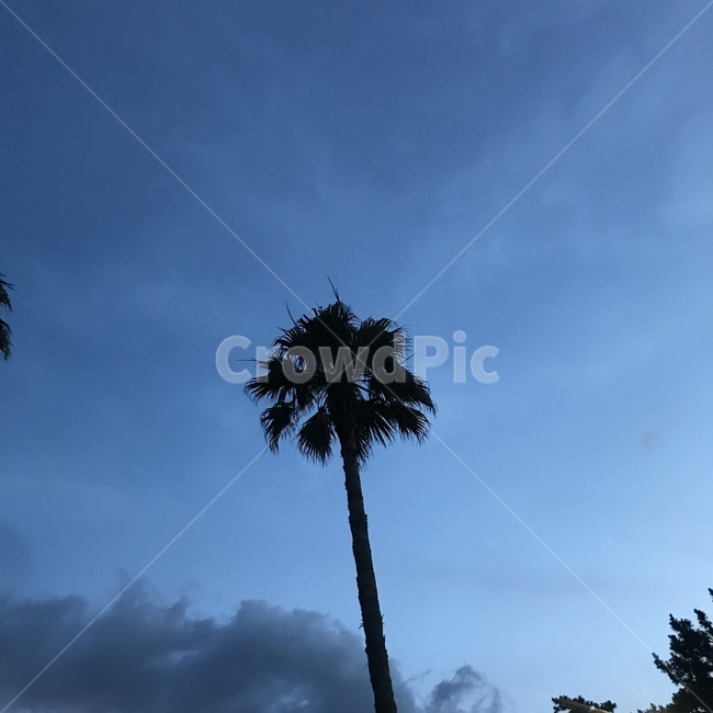 제주,색감,저녁,하늘,분위기,식물,자연,plants,nature,나무,trees,wood