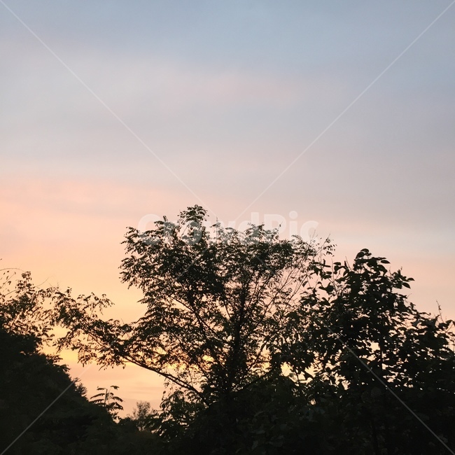 감성,풍경,노을,일몰,하늘,나무,분위기,sky,색감