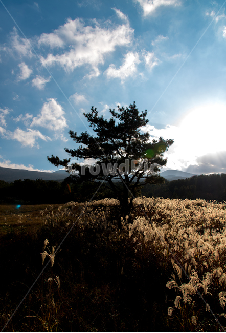 제주도,갈대,역광,풍경,오름,자연,풍경,nature,landscape,식물,plants,나무,trees,wood,flare,플레어,light,빛