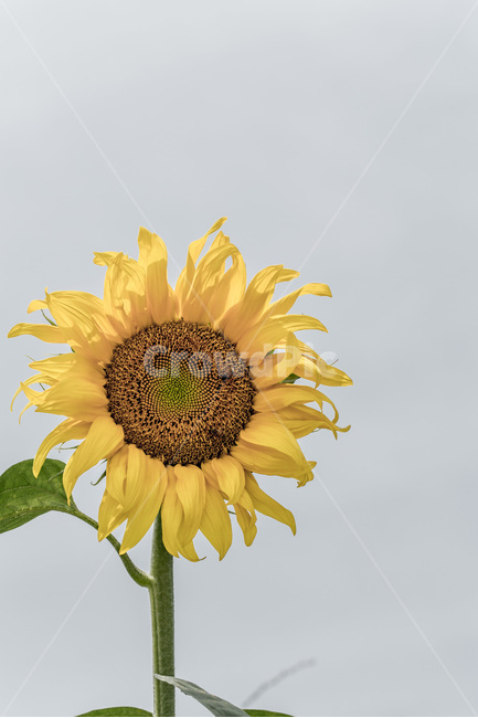 해바라기,꽃,열정,씨앗,바람,식물,노랑,여름,계절,summer,season,가을,fall,autumn,식물,자연,plants,nature,꽃,flower,plant,blossom