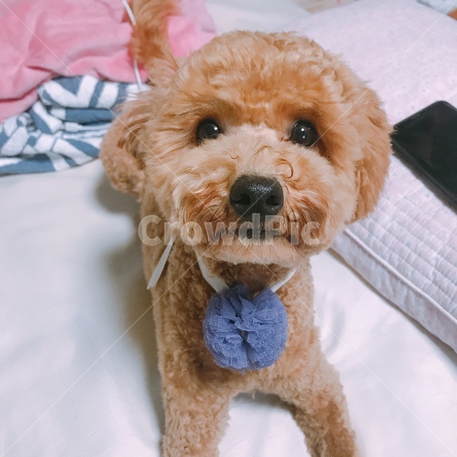 푸들,강아지,애완견,반려견,유기견,동물,animal,포유류,mammal,개,강아지,dog,doggy