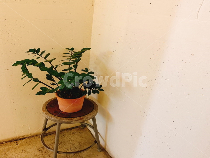 화분,식물,인테리어,돈나무,plant,구석