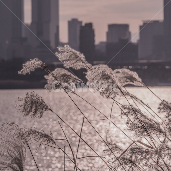 가을억새,억새,감성사진,풍경,햇살,힐링,평화,바람,안정,색감,풀,평온,몽환,season,식물,노을,하늘,구름,landscape,감성,sensible,feeling,plant,grass,잔디,lawn,reed,갈대,억새풀,가을,갈대밭,fall,자연,plants,nature,autumn,계절,가을,계절,fall,autumn,season,식물,자연,plants,nature,감성,sensible,feeling