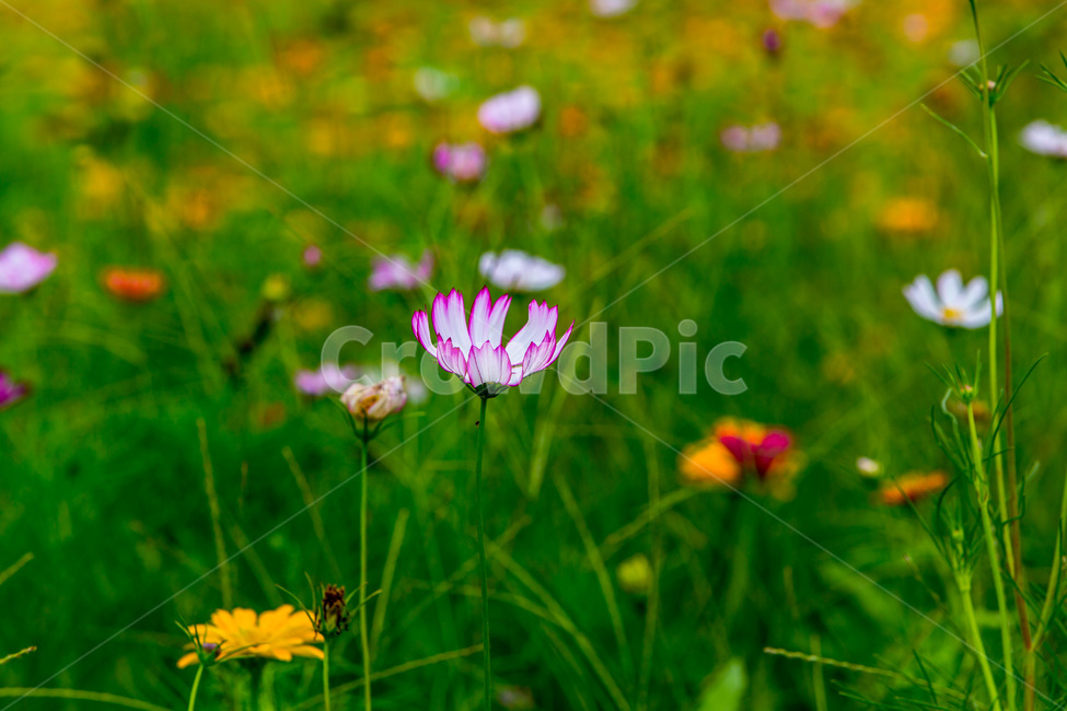 가을,코스모스,꽃,문양,무늬,패턴,가을,계절,fall,autumn,season,식물,자연,plants,nature,꽃,flower,plant