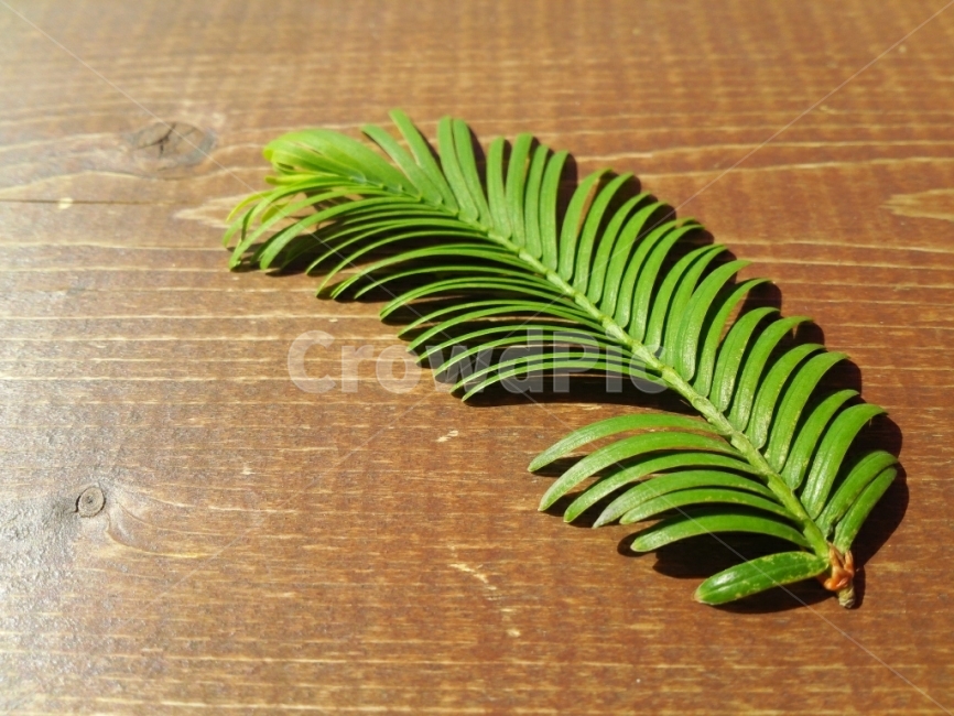 잎,테이블,나무,그림자,빛,식물,자연,plants,nature