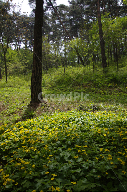 나무,꽃밭,꽃,flower,식물,plant,자연,풍경,nature,landscape,grassland,목초지,outdoors,옥외,field,들,farm,농장,rural,농촌