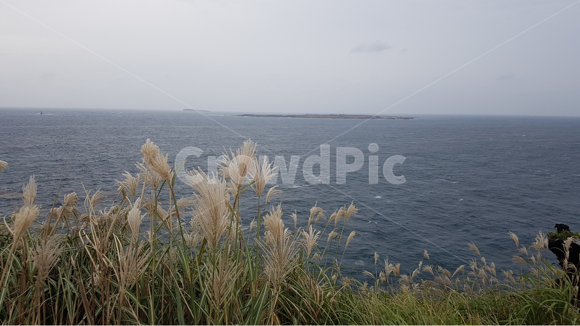 제주도,서귀포,송악산,올레길10코스,가파도,억새,자연,풍경,nature,landscape,제주도,jeju,jeju island,grass,잔디,plant,식물,lawn