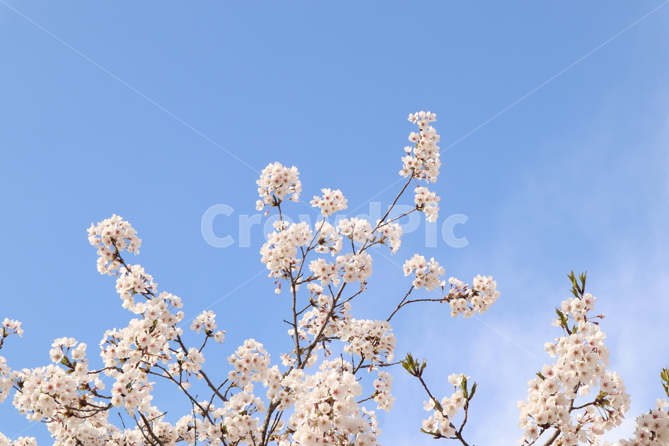 벚꽃,하늘,구름,봄,맑은하늘,봄,계절,spring,season,자연,풍경,nature,landscape,plant,식물,flower,꽃,blossom