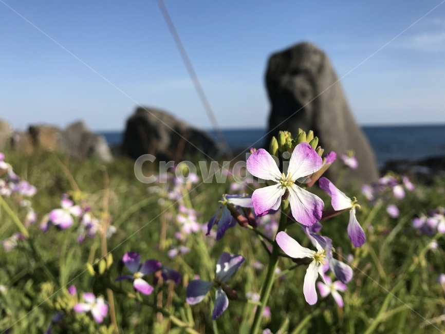 보라색꽃,길가에핀꽃,바다배경,봄꽃,무꽃,클로즈업,자연,식물,자연,plants,nature,꽃,flower