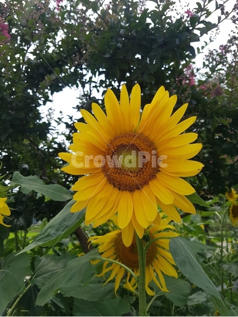 해바라기,식물,꽃,blossom,flower,plant