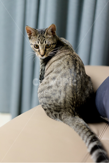 고양이,야옹이,cat,코리안숏헤어,동물,애용,애옹,애교,귀여움,귀엽다,애완,반려,반려동물
