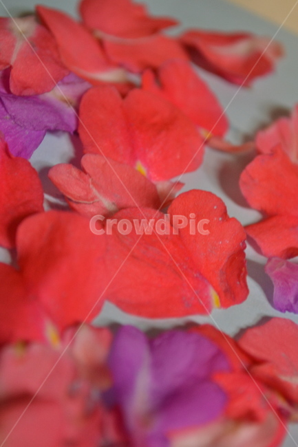 꽃,감성,봉선화,봉숭아,flower