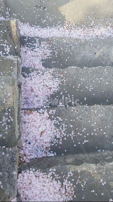 봄,nature,벚꽃,꽃,자연,봄,계절,spring,season