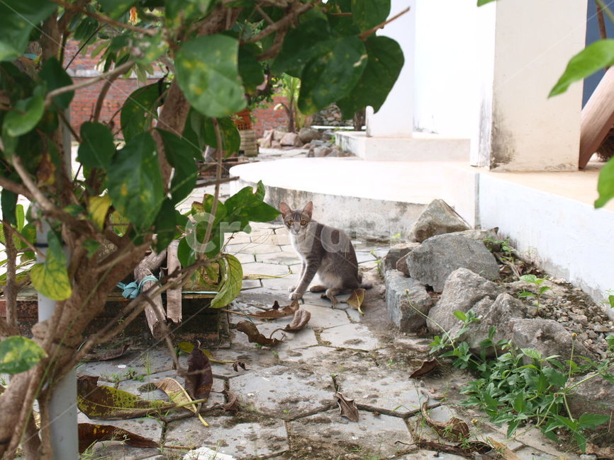 고양이,동물,마당고양이,마당산책,cat