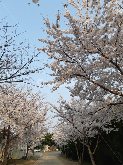 벚꽃,봄,만개,꽃,만발,봄,계절,spring,season,plant,식물,blossom,cherry blossom,flower