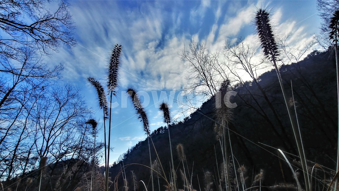 수크령,길갱이,랑미초,하늘,구름,하늘풍경,자연풍경,nature,자연,한국자연,한국풍경,plant,식물,grass,잔디