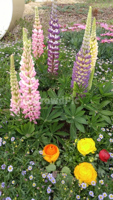 꽃,꽃밭,공원,노란꽃,보라꽃,식물,자연,plants,nature,꽃,flower