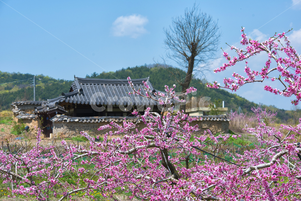 복숭아,꽃,복사꽃,봄,기와집,시골,풍경,하늘,구름,야외,시골,마을,풍경,landscape,country,rural,town,한국전통,한국문화,korean traditional,korean culture,식물,자연,plants,nature,꽃,flower