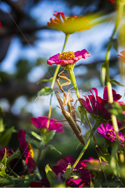 사마귀,곤충,짝짓기,자연,생태계,식물,자연,plants,nature,꽃,flower,동물,animal,곤충,벌레,insect,bug