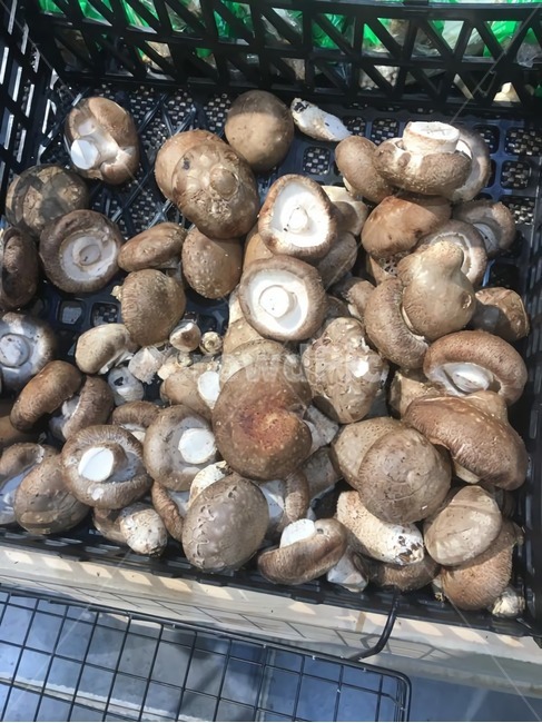 버섯,표고버섯,mushroom,채소,마트