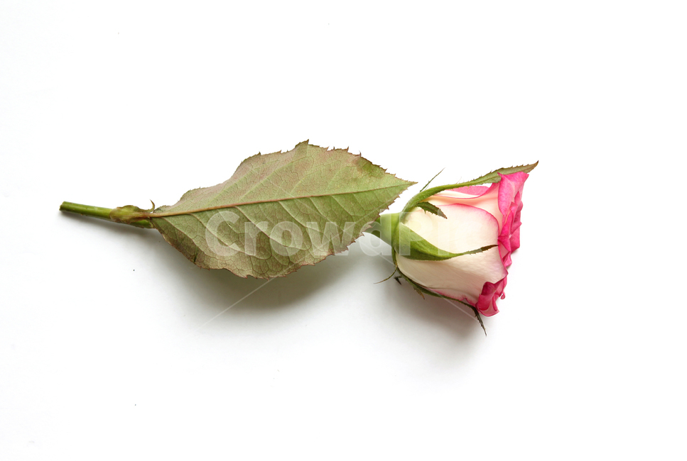 꽃,장미,장미꽃,핑크,생화,rose,flower,pink,신선한,green,leaf,leaves,녹색,그린,잎,나뭇잎,장미잎,탑앵글,식물,사랑,로맨스,love,romantic,식물,자연,plants,nature,꽃,flower,기념일,축하,anniversary,congratulation,celebrate,celebration,누끼,remove background
