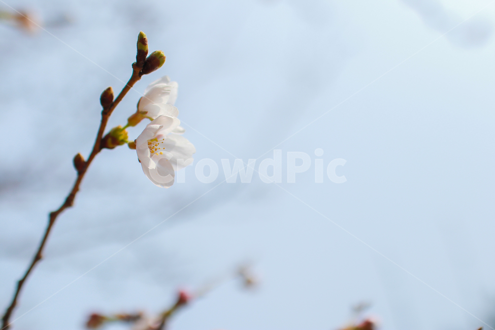 봄,꾳,벚꽃,벚나무,봄꽃,봄,계절,spring,season,식물,자연,plants,nature,꽃,flower,plant