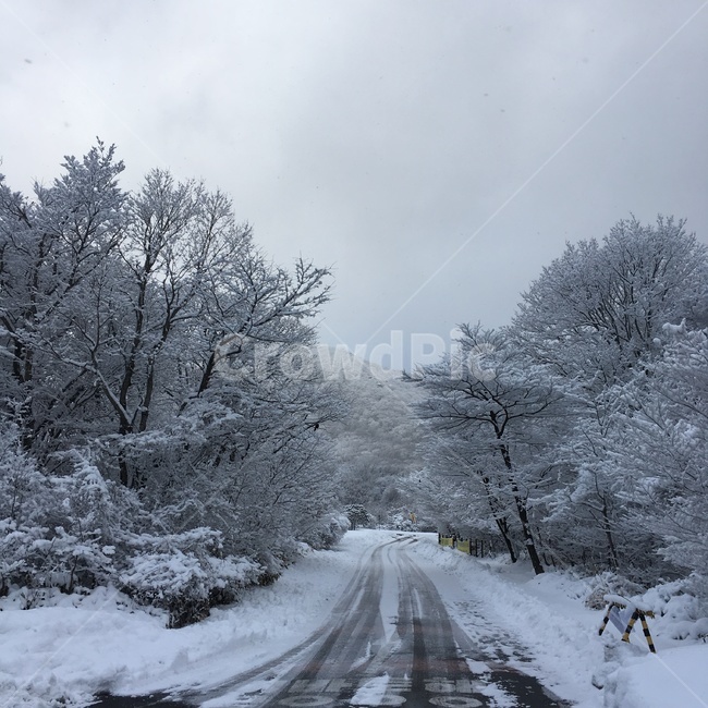 nature,자연,snow,눈,겨울,겨울,계절,winter,season,자연,풍경,nature,landscape