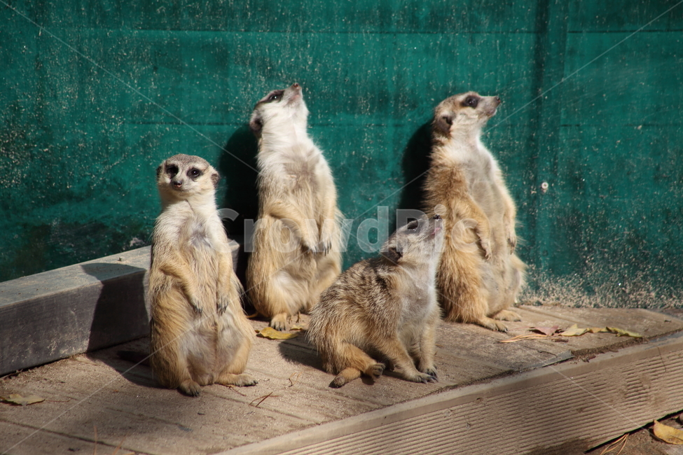 미어켓,몽구스과,동물,동물원,meerkat,미어캣,동물,animal,포유류,mammal