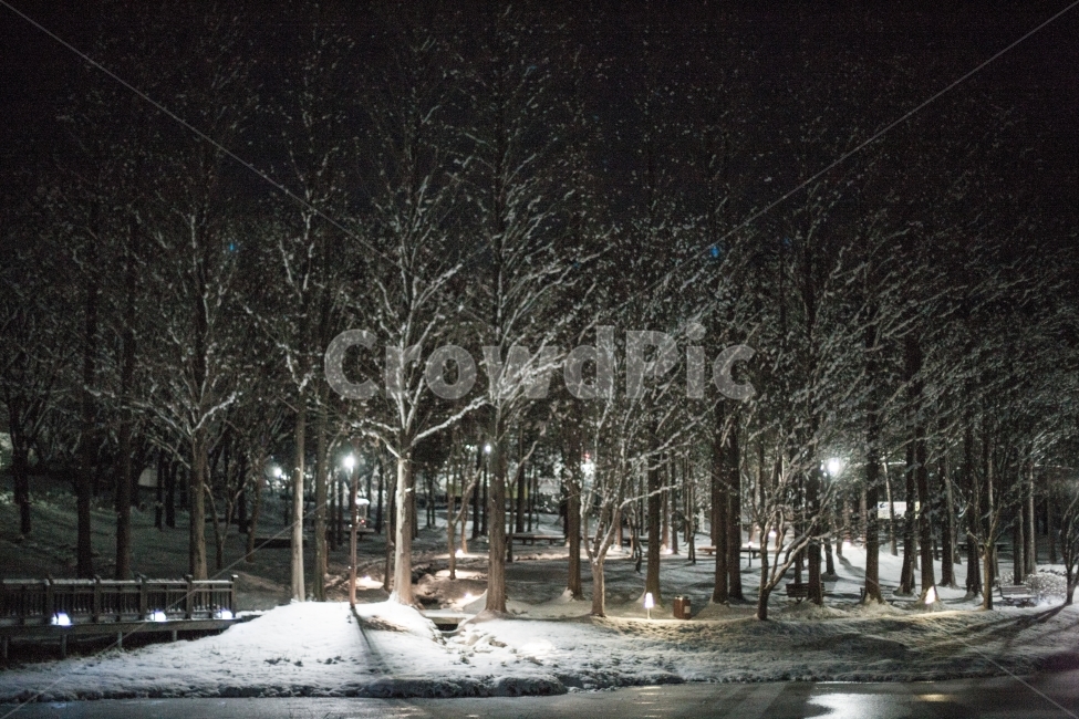nightview,winter,snow,눈,야경,나무,공원,풍경,겨울,계절,winter,season,식물,자연,plants,nature,나무,trees,wood