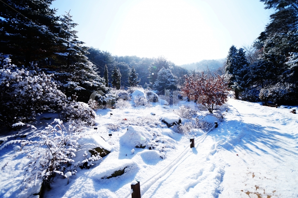 눈길,겨울,겨울왕국,눈밭,설레임,겨울,계절,winter,season,자연,풍경,nature,landscape,plant,식물,tree,나무,fir,전나무