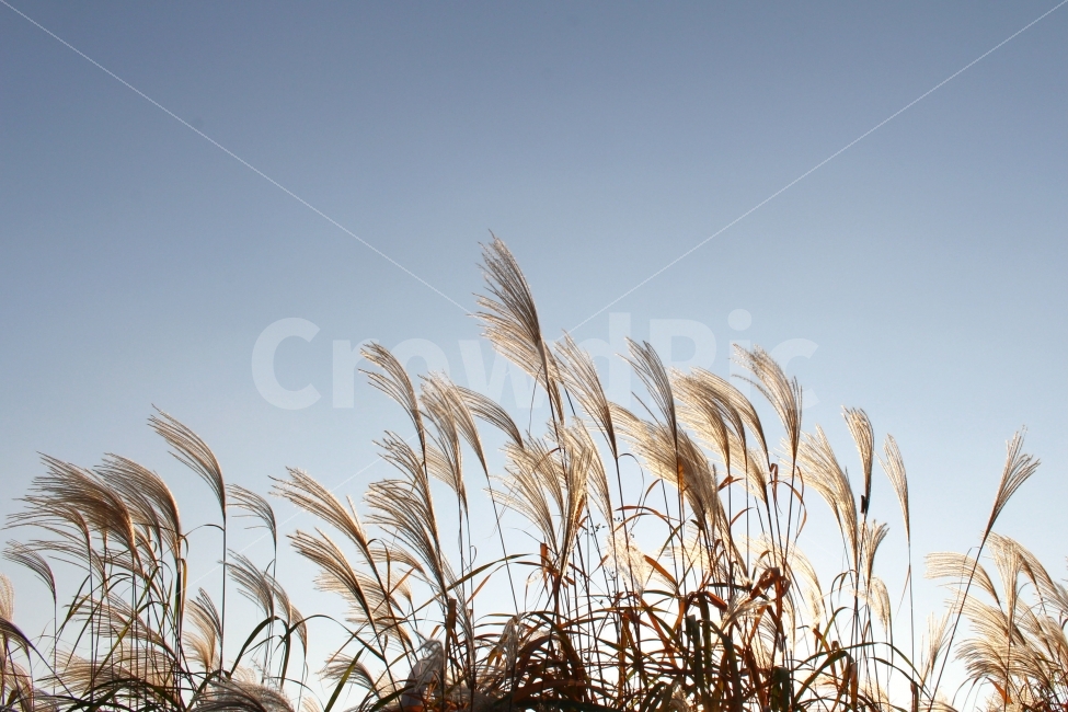 감성사진,가을,억새,갈대,하늘,자연,감성,sky,가을,계절,fall,autumn,season,식물,자연,plants,nature,grass,잔디,plant