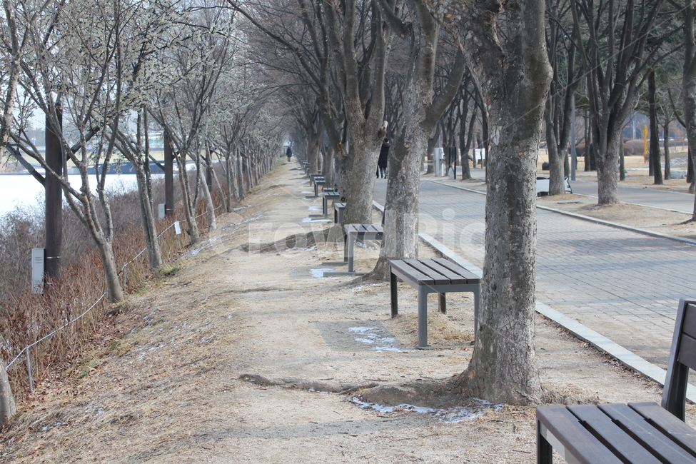 가로수,나무,공원,산책,산책로,풍경,자연,아름다움,휴식,겨울,계절,winter,season