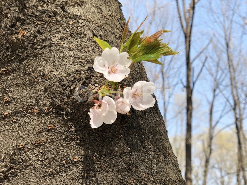 벚꽃,cherryblossoms,식물,봄,꽃,flower,나무,plant