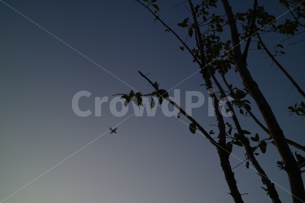 하늘,sky,비행기,풍경,view,나무,감성사진,바탕화면,자연,nature,자연,풍경,nature,landscape,flying,나는,animal,동물,bird,새