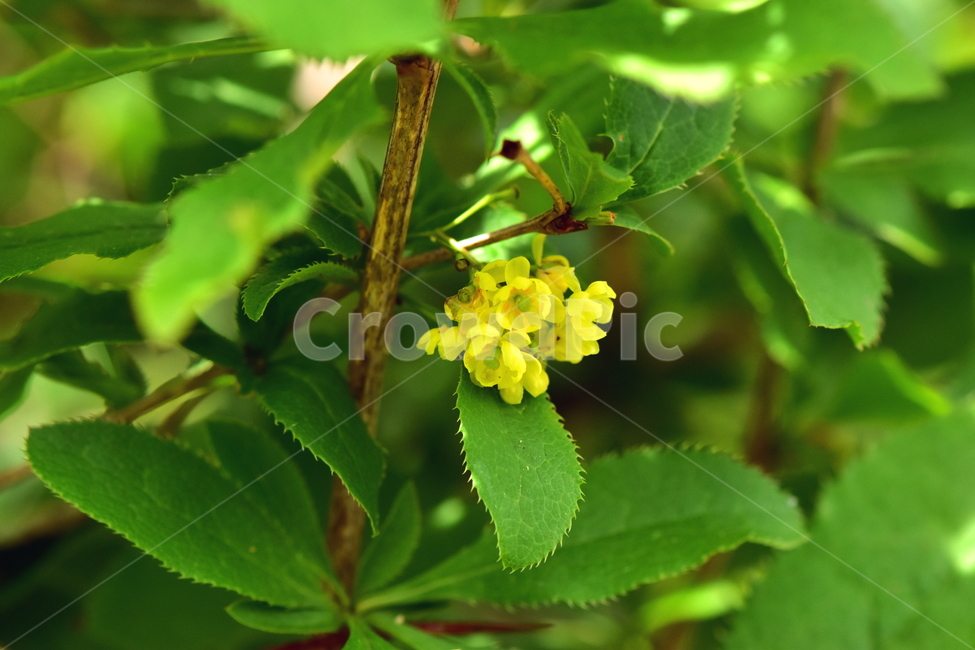 매발톱나무,야생화,꽃,식물,자연,생태,플라워,wildflower,flower,plants,nature,season,감성,느낌,emotion,feeling,나무,tree