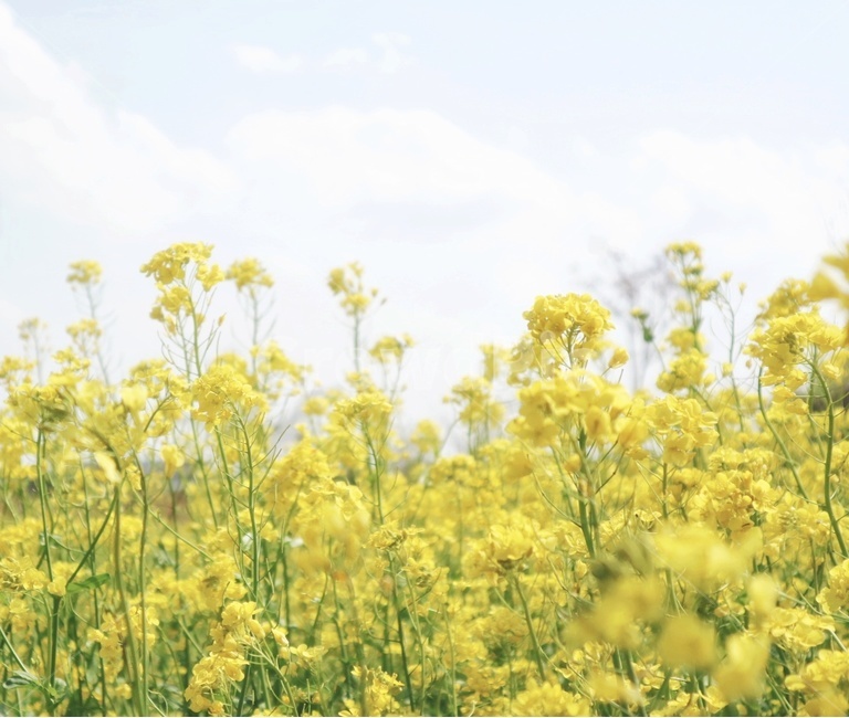 유채꽃,꽃,spring,flower,노랑,봄,봄,계절,spring,season,식물,자연,plants,nature,꽃,flower,감성,sensible,feeling