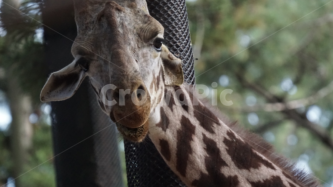 giraffe,기린,animal,동물,mammal,포유류,wildlife,야생동물,동물원,키큰동물,동물,animal,포유류,mammal