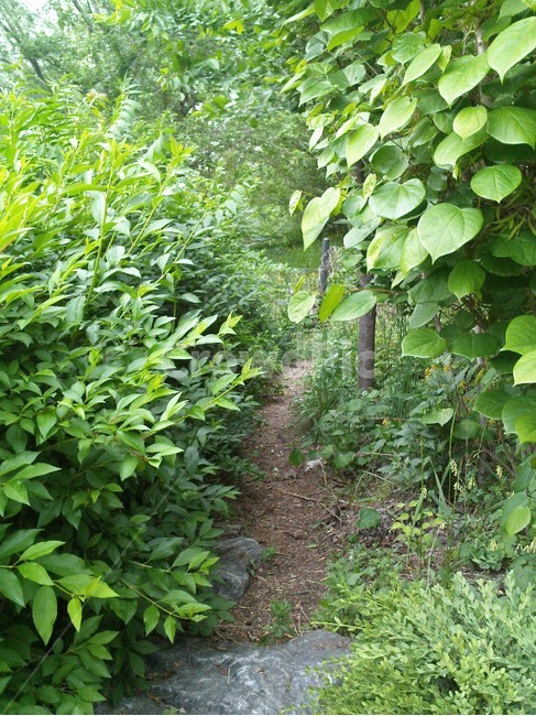 오솔길,작은오솔길,숲,숲속,숲길,여름,자연,풍경,nature,landscape