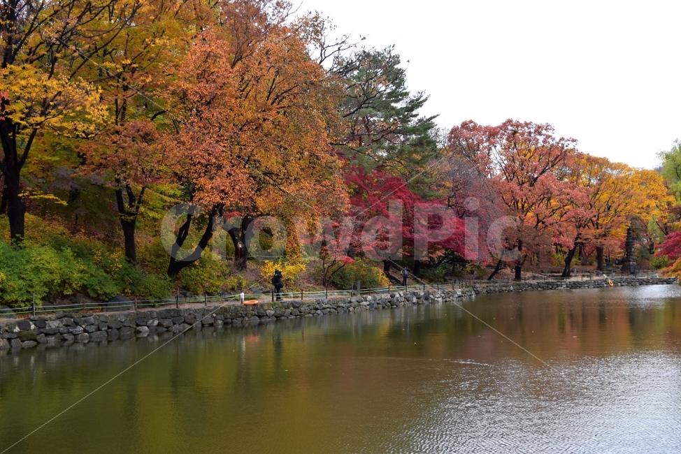 창경궁,가을,단풍,풍경,고궁,서울,낙엽,도심지,명소,자연,비경,단풍나무,춘당지,가을색,가을색채,오색,자연,풍경,nature,landscape,가을,계절,fall,autumn,season,tree,나무,plant,식물,maple