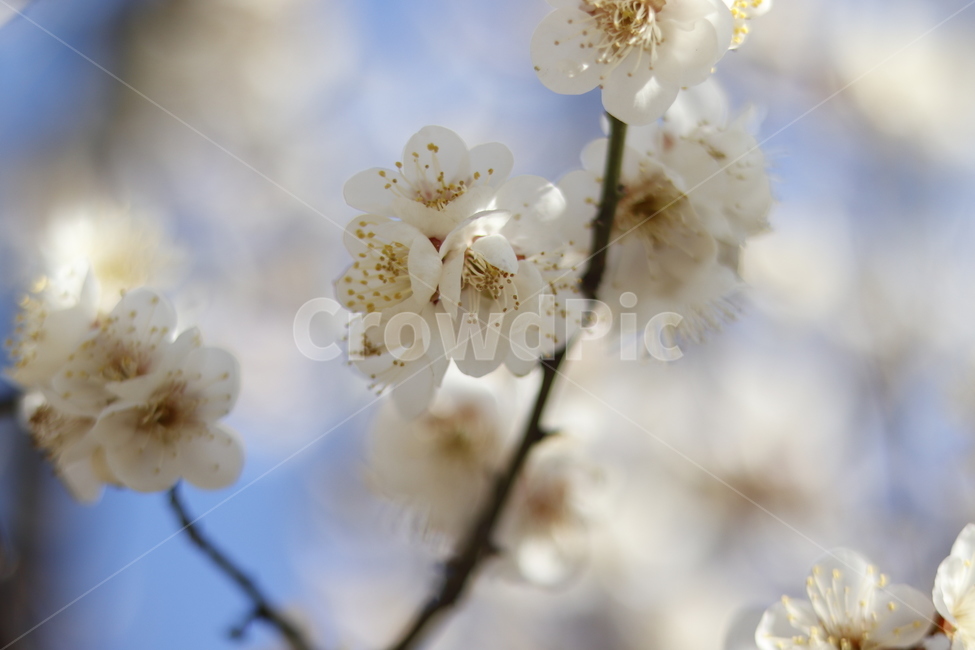 봄,꽃,감성,계절,자연,식물,nature,flower,spring